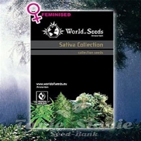 Nasiona Marihuany Sativa Collection - WORLD OF SEEDS