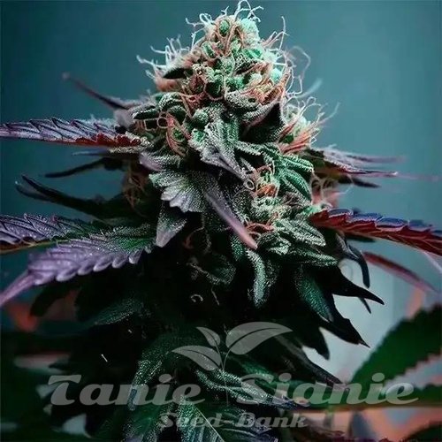 Zkittlez x Purple Punch F1 Auto