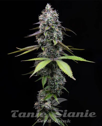 Nasiona Marihuany Zoap - BARNEY'S FARM