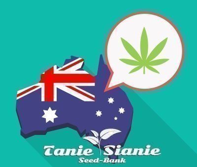 Legalizacja marihuany dodaje 3,6 miliarda dolarów australijskiej gospodarce