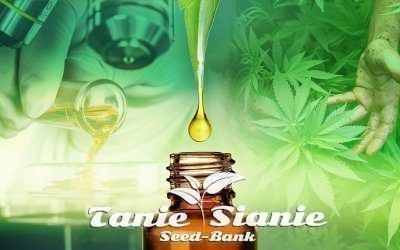 Właściwości lecznicze oleju konopnego i medycznej marihuany