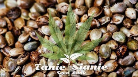 5 najszybszych odmian nasion marihuany