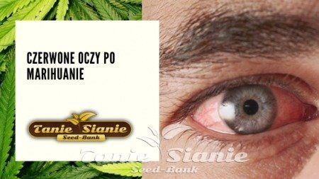 Czerwone oczy po marihuanie