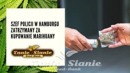 Szef policji w Hamburgu zatrzymany za kupowanie Marihuany