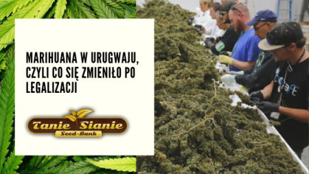 Marihuana w Urugwaju, czyli co się zmieniło po legalizacji