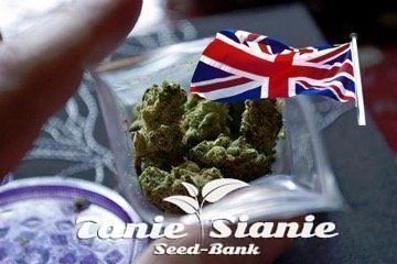Wielka Brytania jest jednym największym na świecie producentem legalnej marihuany