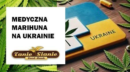 Medyczna marihuana na Ukrainie: Aktualne przepisy i znaczenie dla zdrowia publicznego