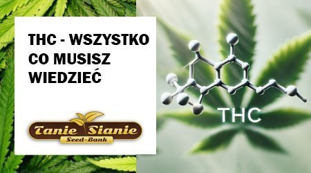 THC - wszystko co musisz wiedzieć