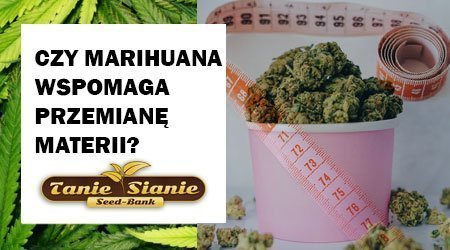 Czy marihuana wspomaga przemianę materii?